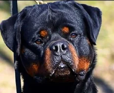 Rotvajler štěňata s PP