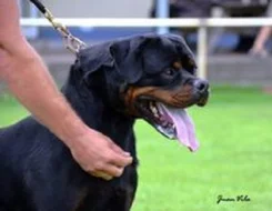 Rotvajler štěňata s PP