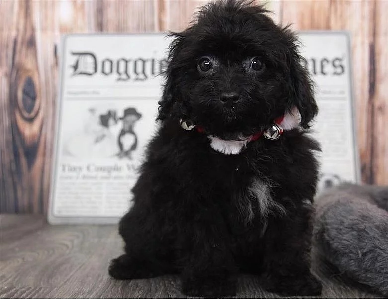 Pudl toy - štěňata s PP