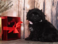 Pudl toy - štěňata s PP