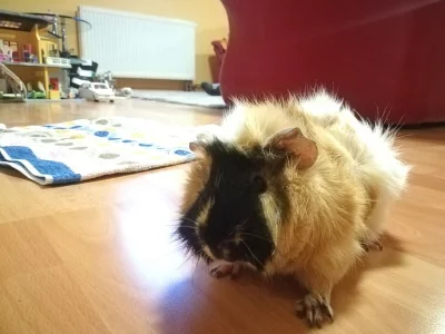 Prodám půlročního samečka morčete