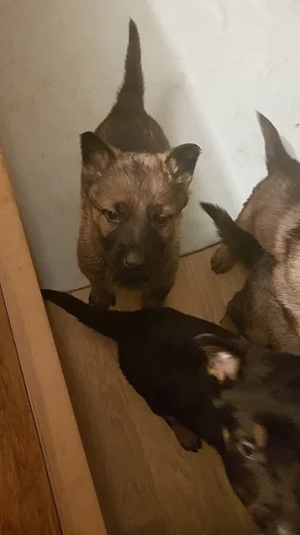 Štěňata NO bez PP