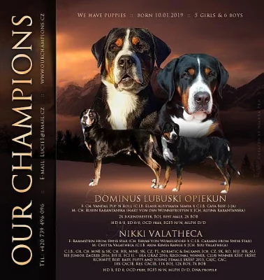 Velký švýcarský salašnický pes - štěně FCI pedigree