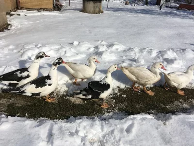 Slepice Maransky a kachny pižmové