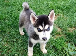 Sibirský husky s PP