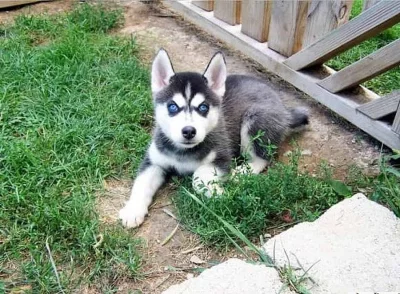 Sibirský husky s PP