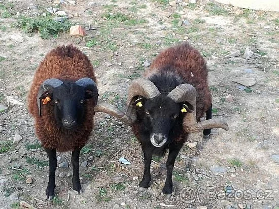 beránky ovce ouetssantské