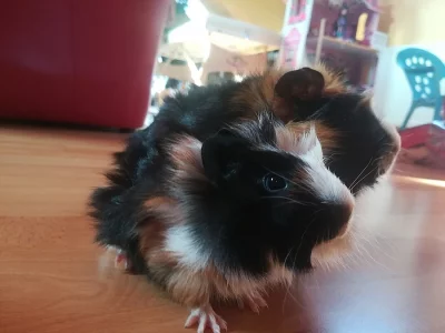 Prodám samičku morčete s mládětem