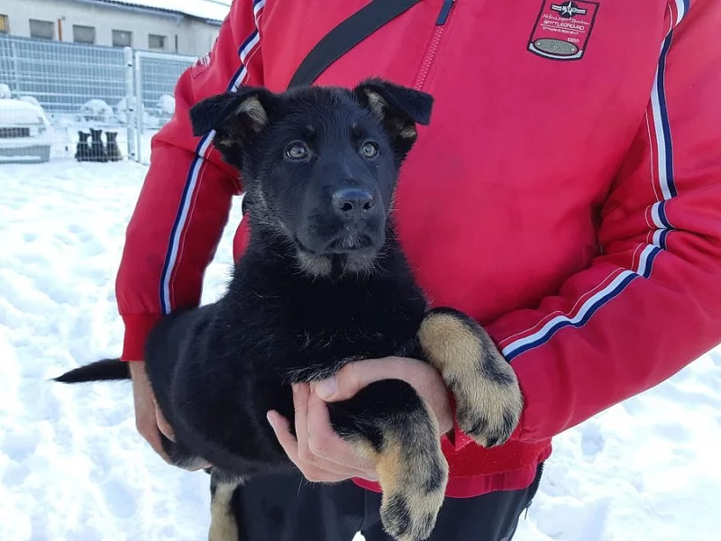 Německý ovčák-štěňata/fenky/ s PP.