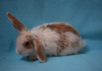 Zakrslý králík beránek