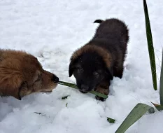Prodáme krásná štěňátka Kavkazského pasteveckého psa