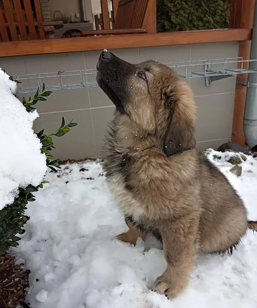 Prodáme krásná štěňátka Kavkazského pasteveckého psa