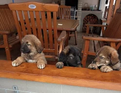 Prodáme krásná štěňátka Kavkazského pasteveckého psa