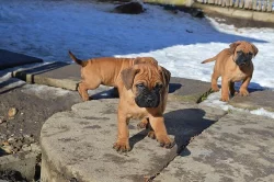 Bullmastiff; bullmastif; bulmastif