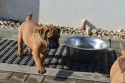 Bullmastiff; bullmastif; bulmastif