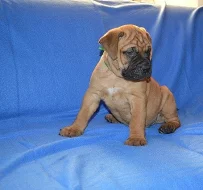 Bullmastiff; bullmastif; bulmastif