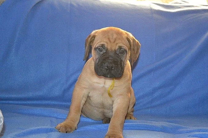 Bullmastiff; bullmastif; bulmastif