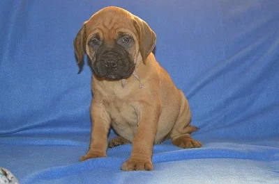 Bullmastiff; bullmastif; bulmastif