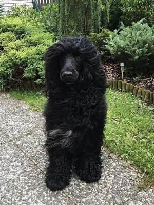 Štěňátko Portugalský vodní pes