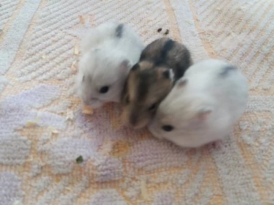 Křeček dzungarsky -mladata