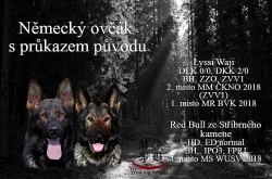 Štěňátka Německý ovčák s PP