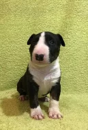Miniaturní bullterier