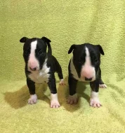 Miniaturní bullterier