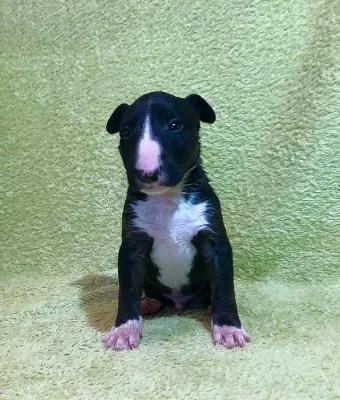Miniaturní bullterier