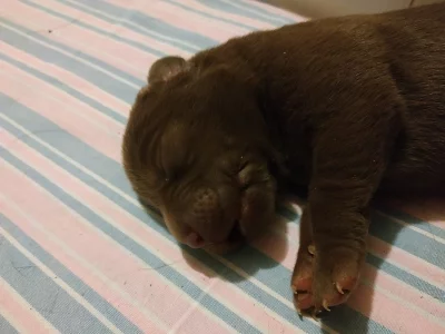 Štěňata čokoládového labradora