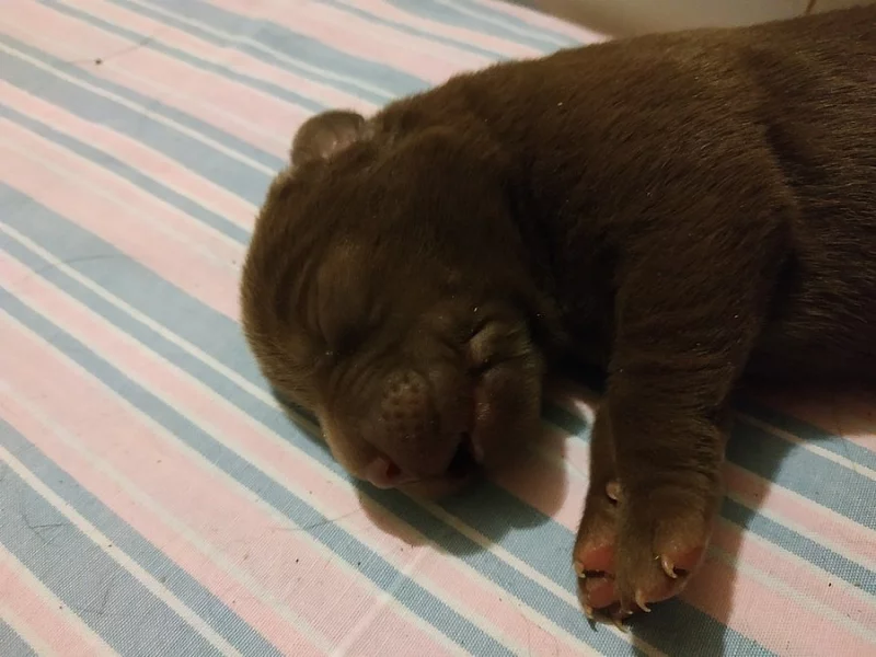 Štěňata čokoládového labradora
