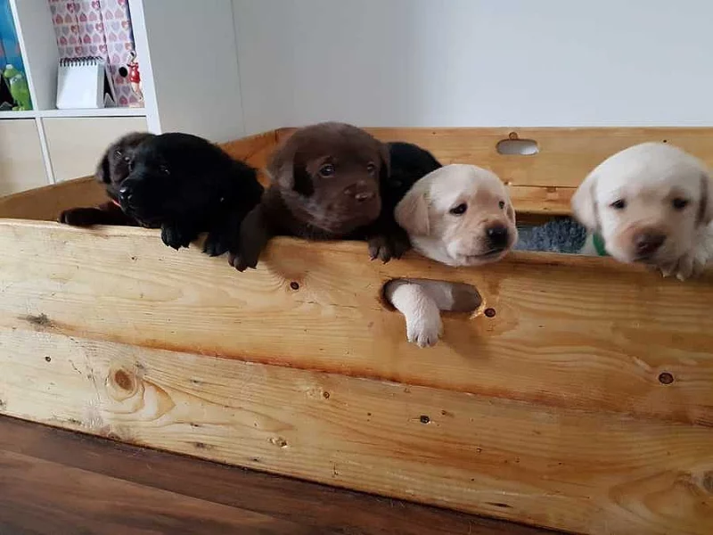 Labradorský retriever s PP