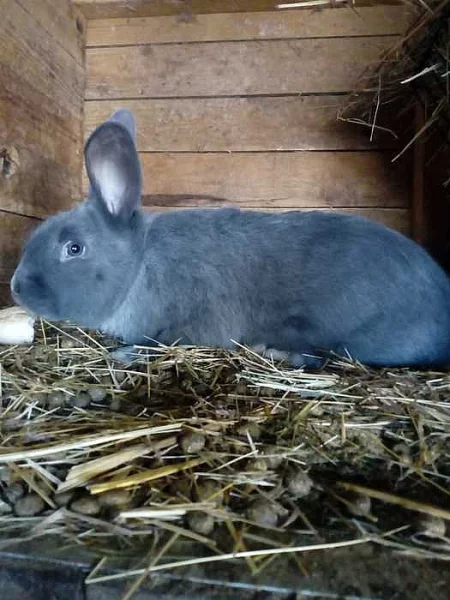 Moravský modrý králík chovný samec