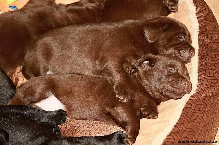 Štěňata čokoládová Labrador Retriever s PP