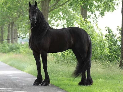 Krásná černá 6letá frízská klisna