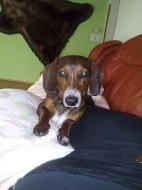 Nabízím Krytí - Hladkosrstý jezevčík