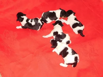 Foxterier drsnosrstý