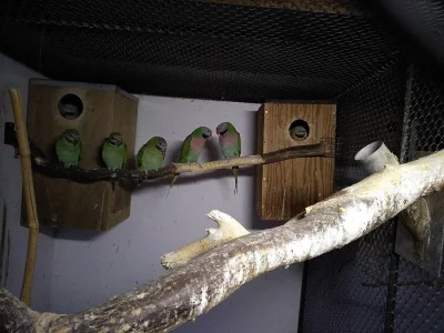 Prodám Alexandr růžový vousatý