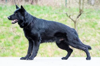 Prodám německý ovčák štěňata černá z pp