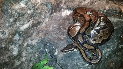 Prodám Krajtu Královskou i s teráriem