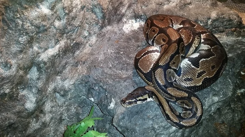 Prodám Krajtu Královskou i s teráriem