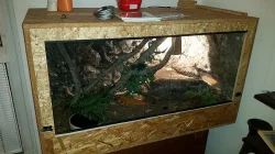 Prodám Krajtu Královskou i s teráriem