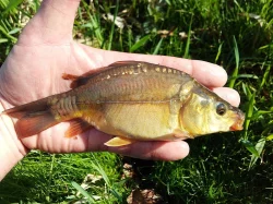 Prodám násadu kapra