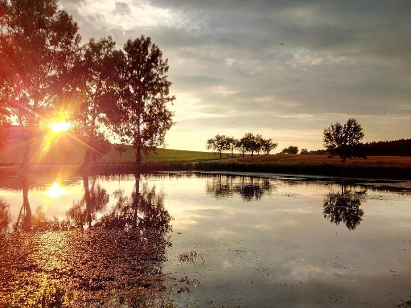 Prodám násadu kapra