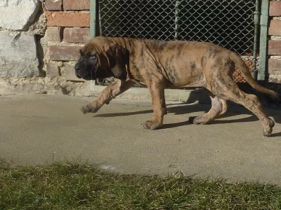 Brazilská fila štěňata