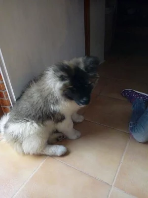 Americká akita bez pp