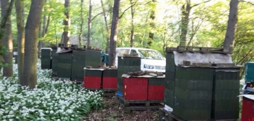 Prodám vyzimovaná včelstva a oddělky 2019