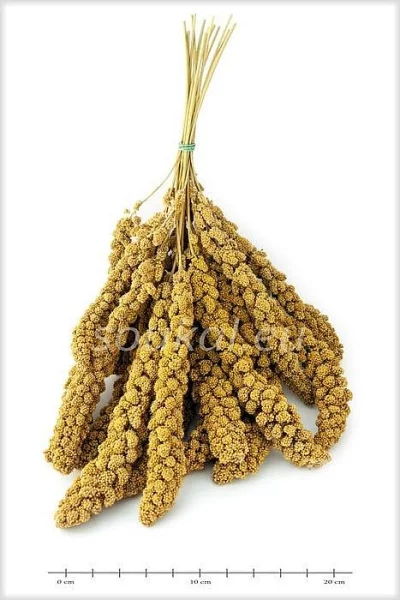 Senegalské proso, sépiové kosti a zlomky