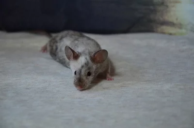 Vymazlení myšáci z chovné stanice - CELÁ ČR