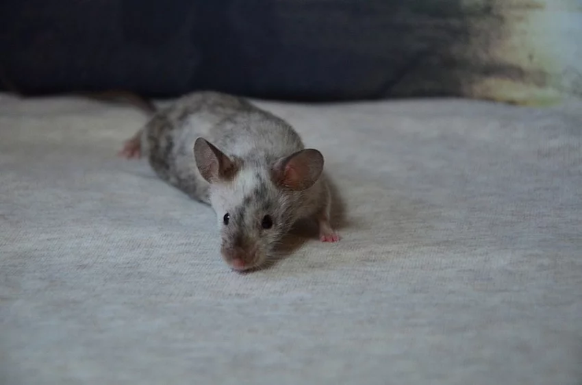 Vymazlení myšáci z chovné stanice - CELÁ ČR