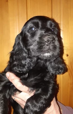 Anglický kokršpaněl s PP